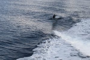 2025.10.04PelerinajAthos02